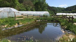 La mare et les serres