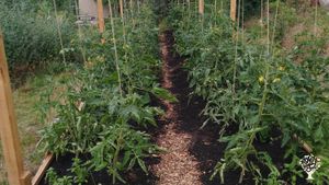 Family home and garden - rural, Eco Retreat, Orchard