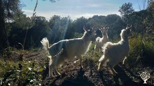 Elevage de chèvres et autres ateliers vivriers