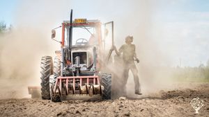 Picking stones and rolling the field after sowing.