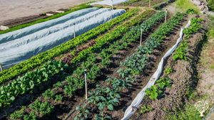 Sourdough Bakery, Farm Store, Market Garden, Women Lead