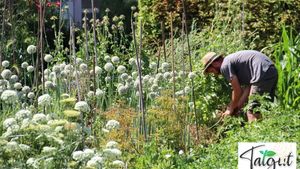 Saatgutvermehrung historischer Sorten und Gartenraritäten -Seed propagation of garden varieties