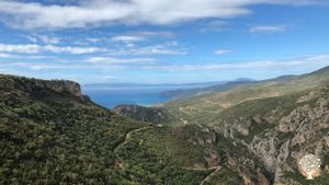 Family farm, Olive grove