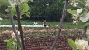 Microferme maraîchère en traction animale