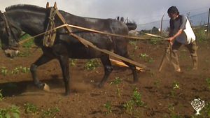 Finca ecológica en el norte de Tenerife,  hortalizas, frutales, tropicales, aromáticas....