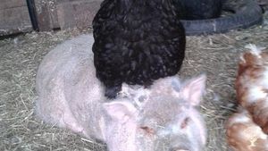 Refuge pour Animaux, Ferme équestre et pédagogique, Garderie Cainin, Destination agrotouristique