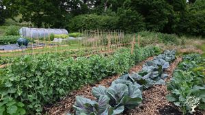 Organic farm and vegetable plot