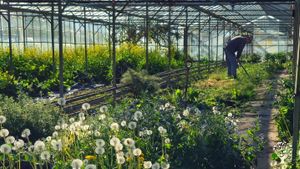 Market garden, flower grower, orchard, farm