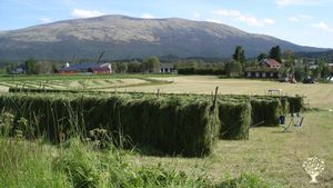 Cows, garden and forest by the mountains