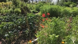 Vegetable garden and poly tunnels