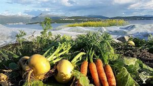local turnips, carrots and view to Tromsø
