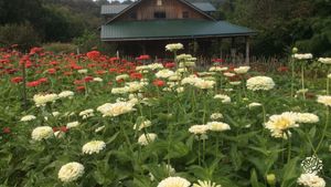 Organic market garden in the heart of the Arkansas Ozark Mountains