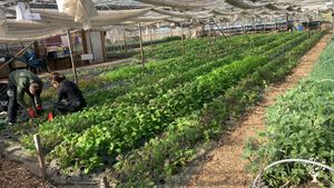 Beginning of March in the greenhouse. Very early season