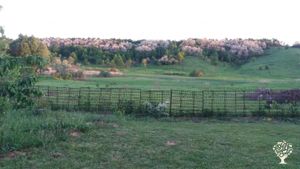Family home and garden - rural