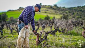 Somos una empresa familiar dedicada a la producción de vinos regenerativos
