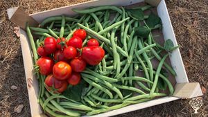 Sustainable eco glamping with rescue animals and permaculture garden