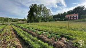 The house from the field where we have started to convert a field to regenerative agroforestry