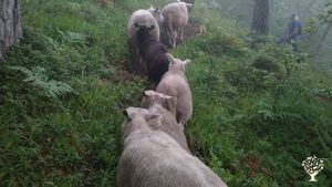 Organic farm, with sheep, fruits and a small vegetable field