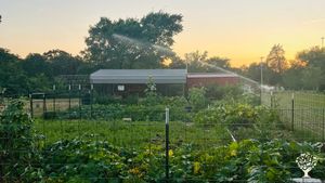 One of our productive gardens and chicken coop/run in the background