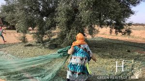 A Centennial Olive Grove Thriving on Dry Farming Since 1907