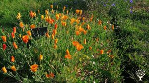 Micro-ferme Plantes aromatiques et médicinales