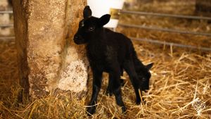 Ferme collective en installation : moutons, canards, maraîchage, vergers, pain au feu de bois