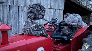 Regenerative farm with hemp, vegetables and free range chicken on a small island