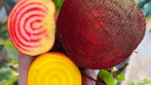 Join us this summer in our newly established market garden and farm collective