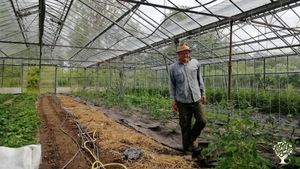 Organic gardening for locals - vergetable and fruittrees