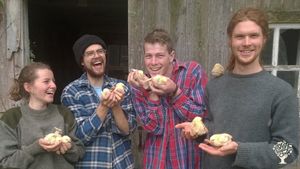 WWOOFers and Interns with newly hatched chicks.