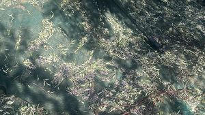 Olive trees South Crete for all