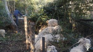 Ferme d'élevage de chèvres angora et oléiculture