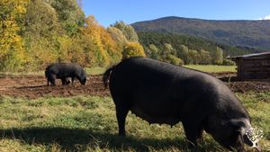 Ferme biologique certifiée en Provence dans le haut var.