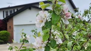 A unique WWOOF experience:  Suburban, woman-operated food forest outside Chicago
