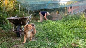 Casa familiare e giardino - rurale, Orto commerciale