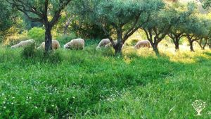 Comunidad Autosostenible, antigua aldea morisca en medio de las montañas