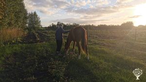 Evening walk with Faz