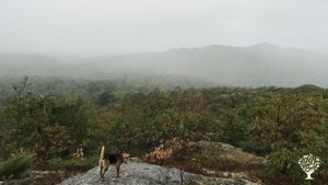 Off-grid 60-acre woodland homestead  near Lake Superior