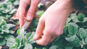 Small regenerative farm