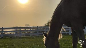 Farm specializing in horses and horse care in Wisconsin