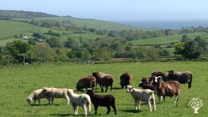 Small farm producing lots of different things.