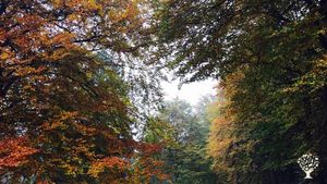 Forest and Lake, Intentional Community, Eco Lodge/Wilderness Adventures, Eco Retreat