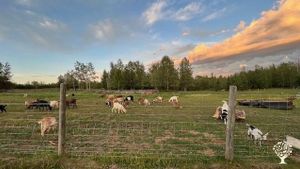 Some of the doe's and Kids out enjoying a afternoon of grazing on the farm