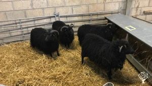 Mixed livestock (cattle, sheep, goats, pigs), food forest, small kitchen garden and polytunnel