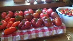 Creating a homestead that provides healthy food, fun, a healing space, and learning opportunities