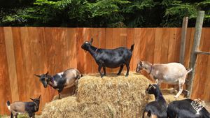 Goats on a pyramid of hay