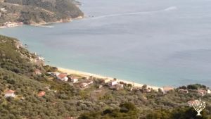 Organic Olive Oil Production