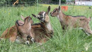 Community farm/ Hofgemeinschaft/ Zugpferde/ Gemüse