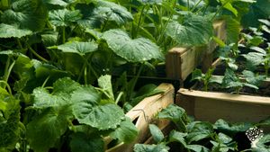 Exploitation horticole en culture biologique