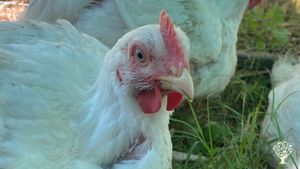 A farm that works with nature and not against it, using holistic practices to nurture nature